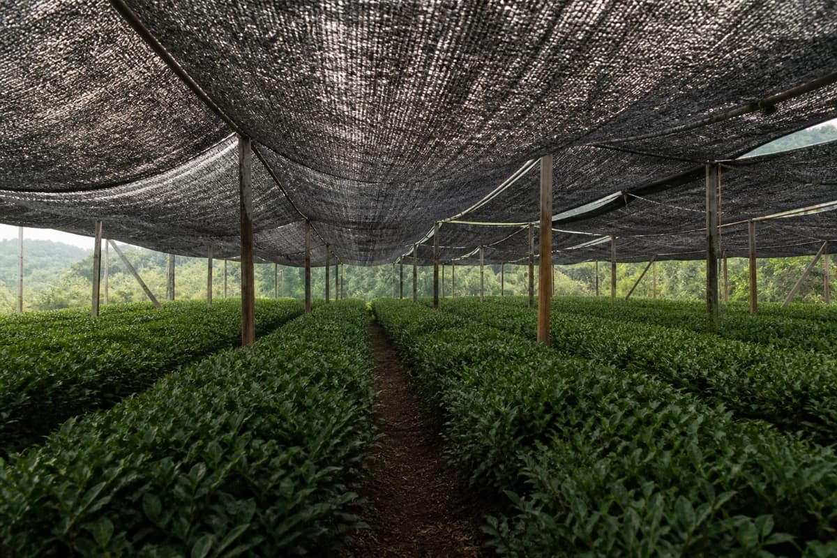 Green tea rows growing beneath a shade canopy